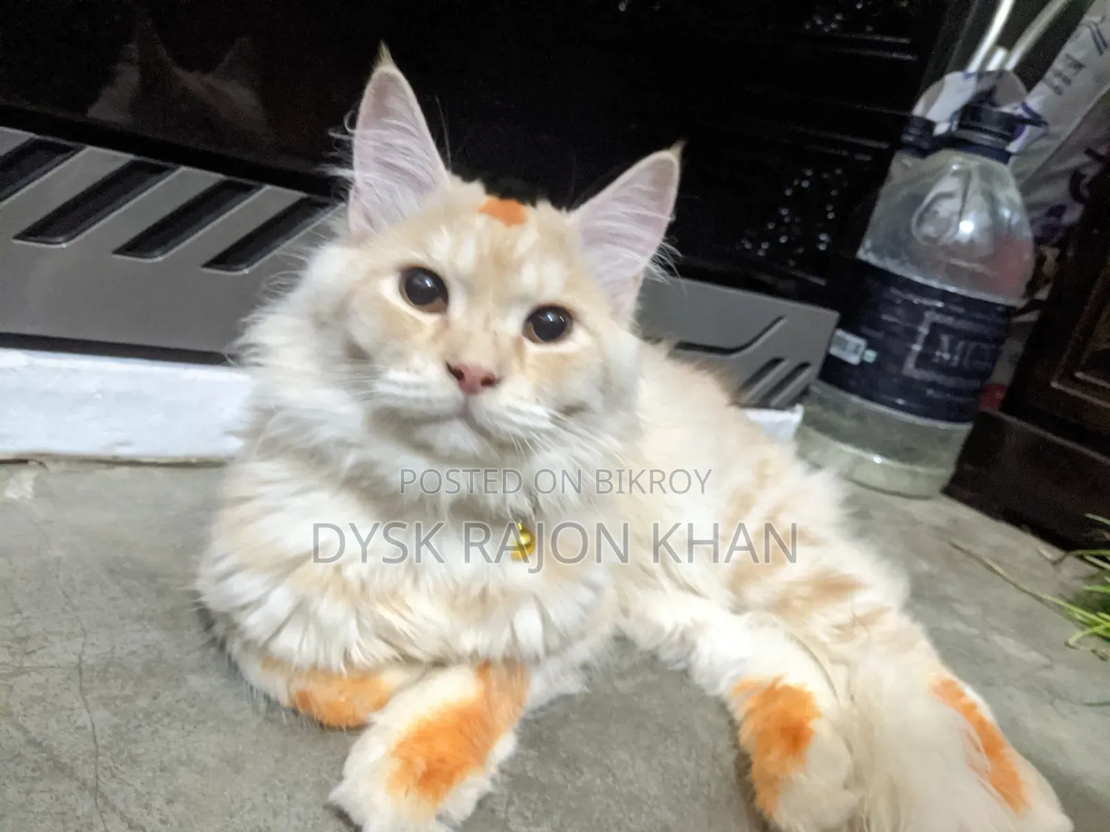 3-6 Months Male Mixed Breed European Burmese