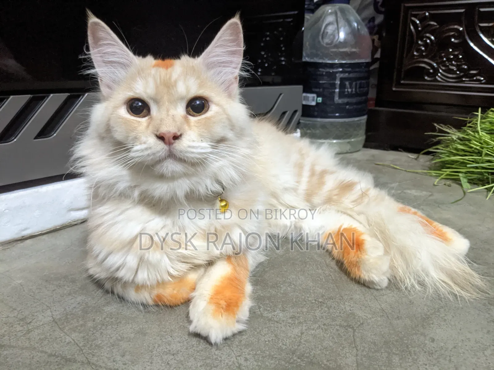 3-6 Months Male Mixed Breed European Burmese