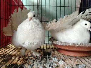 এক জোড়া রানিং ময়ূরপঙ্খী বিক্রি করা হবে।