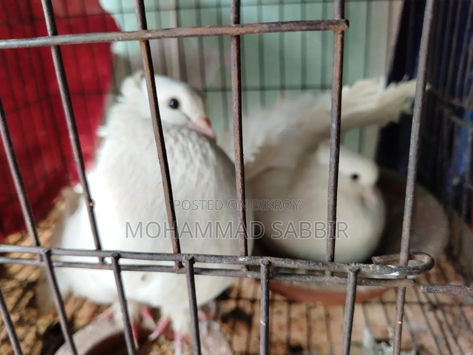 এক জোড়া রানিং ময়ূরপঙ্খী বিক্রি করা হবে।