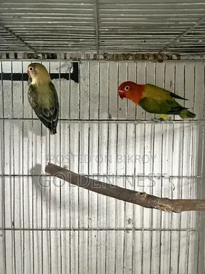 লাভ বার্ড আরজেন্ট বিক্রি