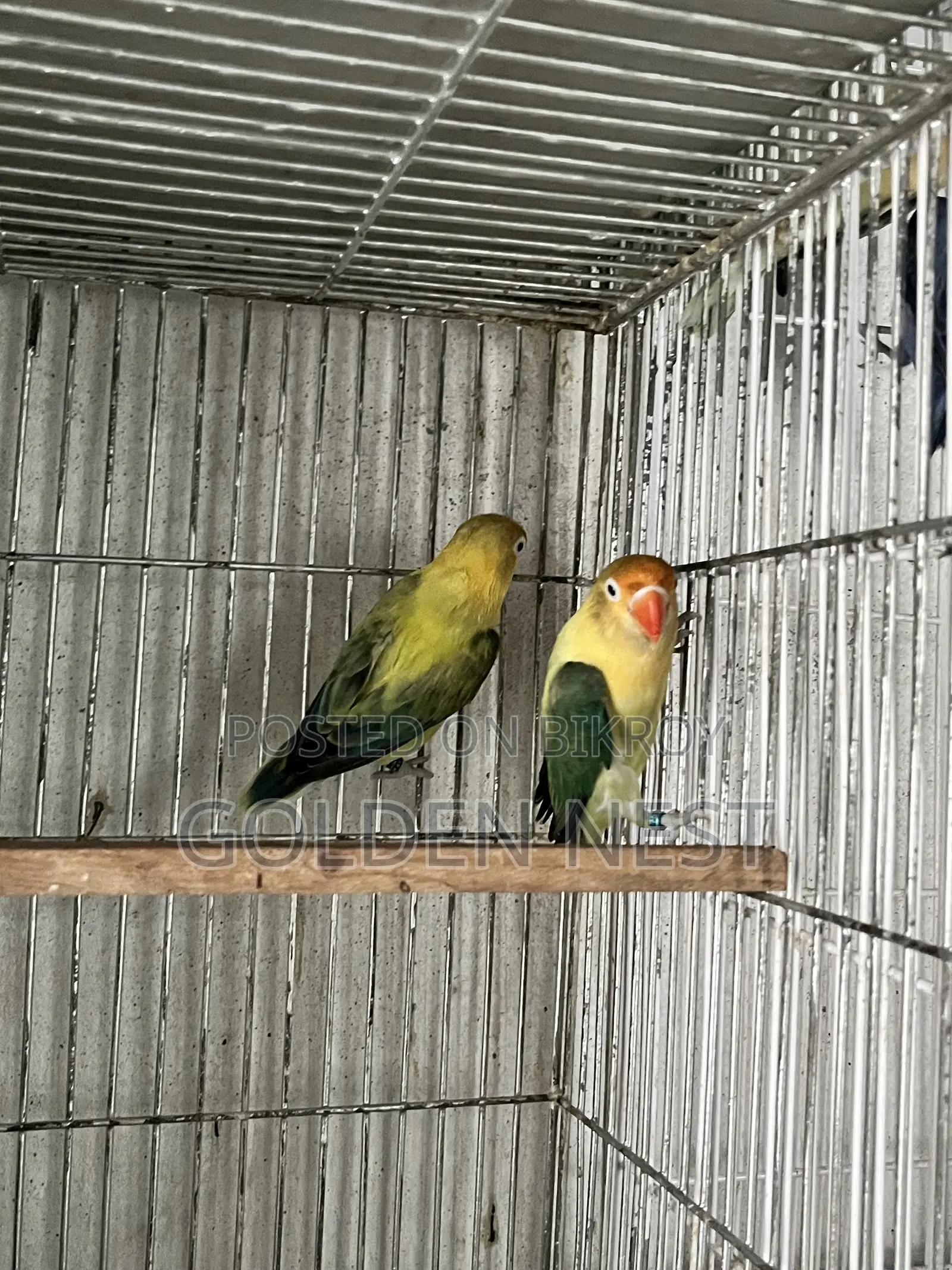 লাভ বার্ড আরজেন্ট বিক্রি