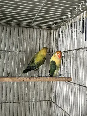লাভ বার্ড আরজেন্ট বিক্রি