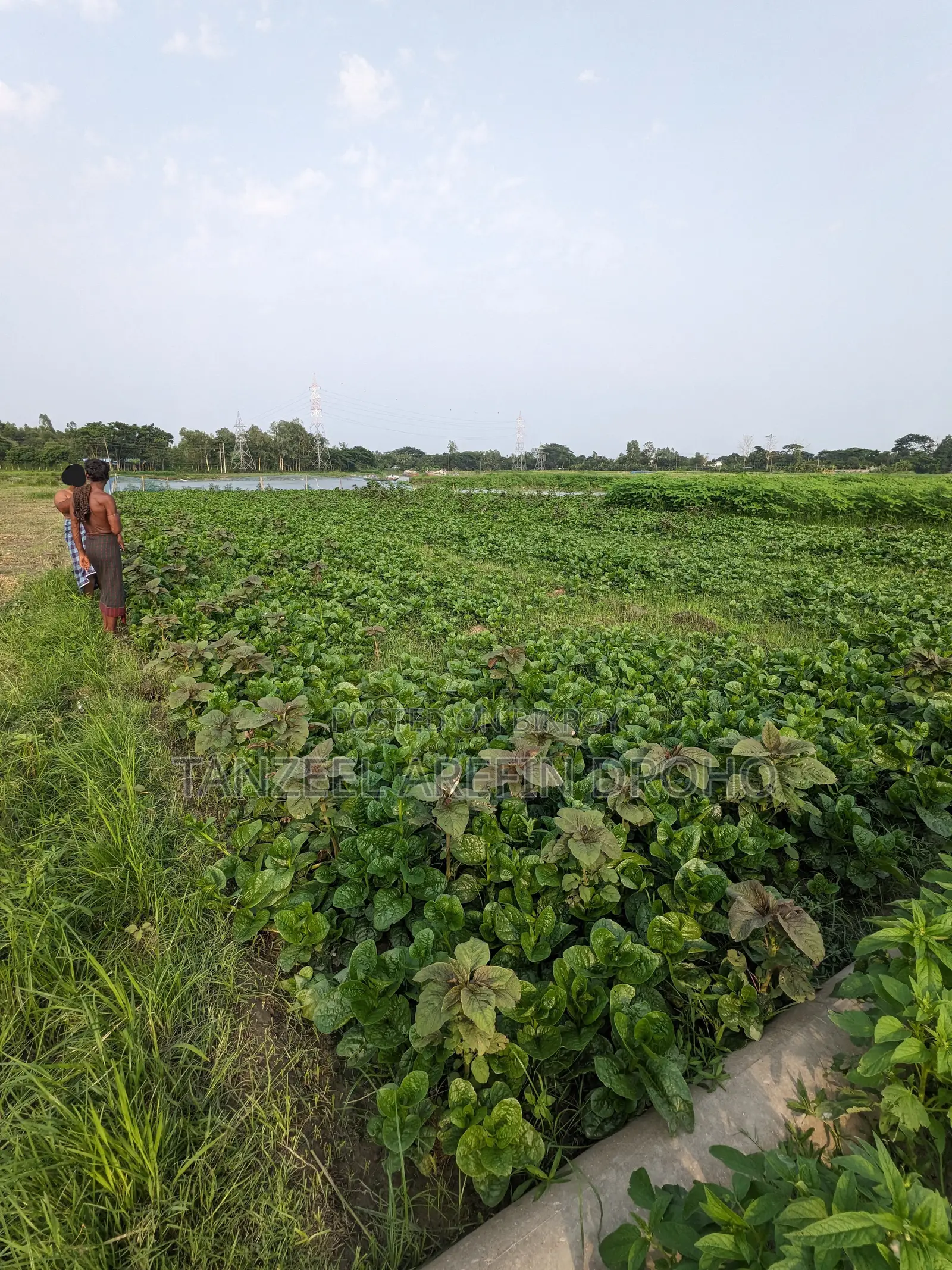 Sirajdikhan, Munshiganj; 322 decimal ancestral land for sale in 5 deeds!