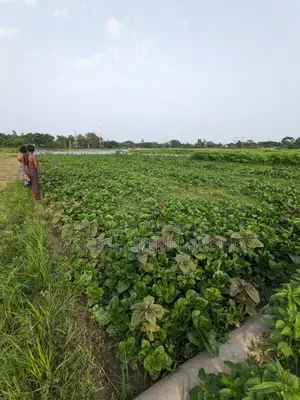 Sirajdikhan, Munshiganj; 322 decimal ancestral land for sale in 5 deeds!
