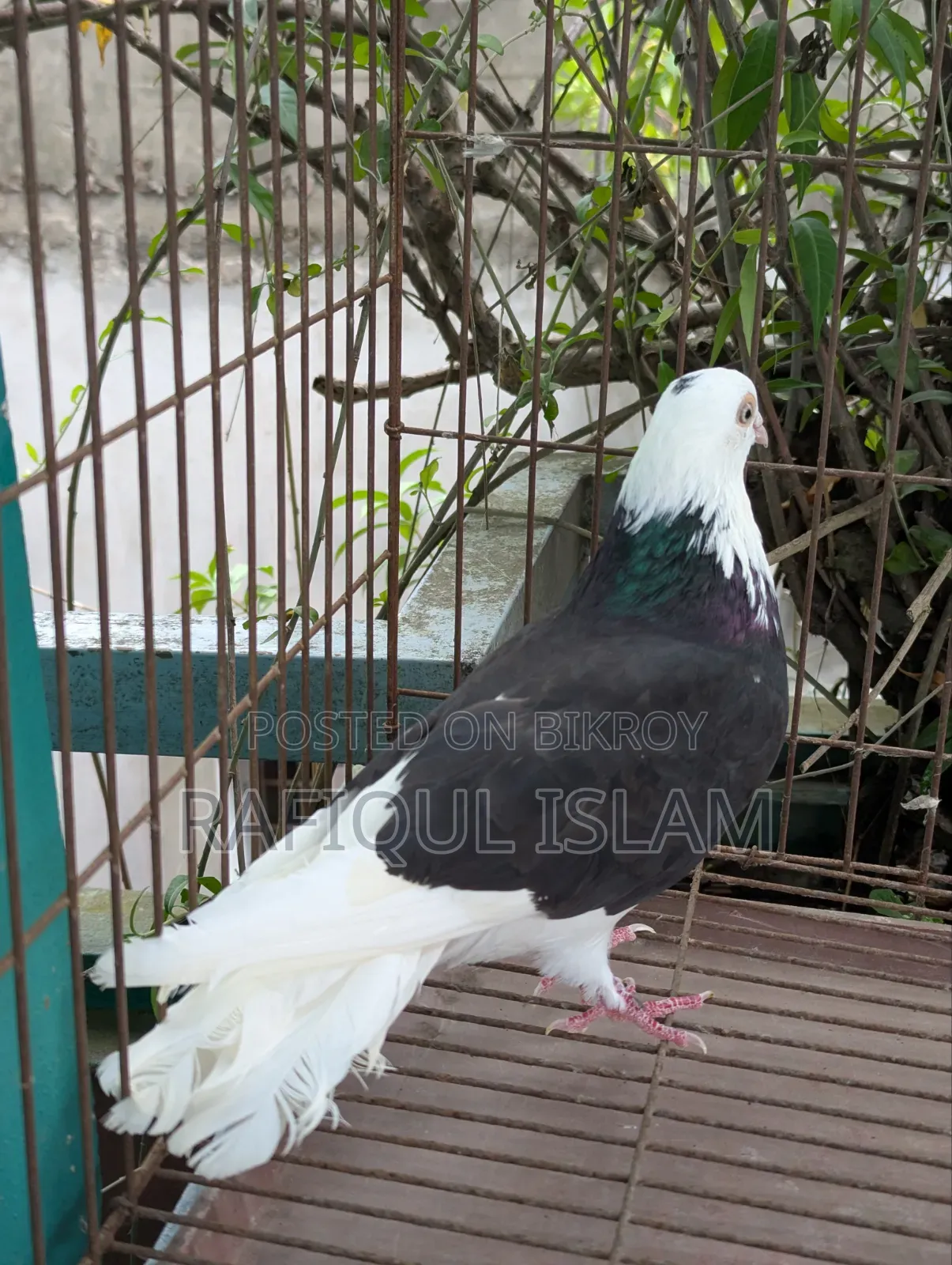 গররা নর কবুতর বিক্রি হবে