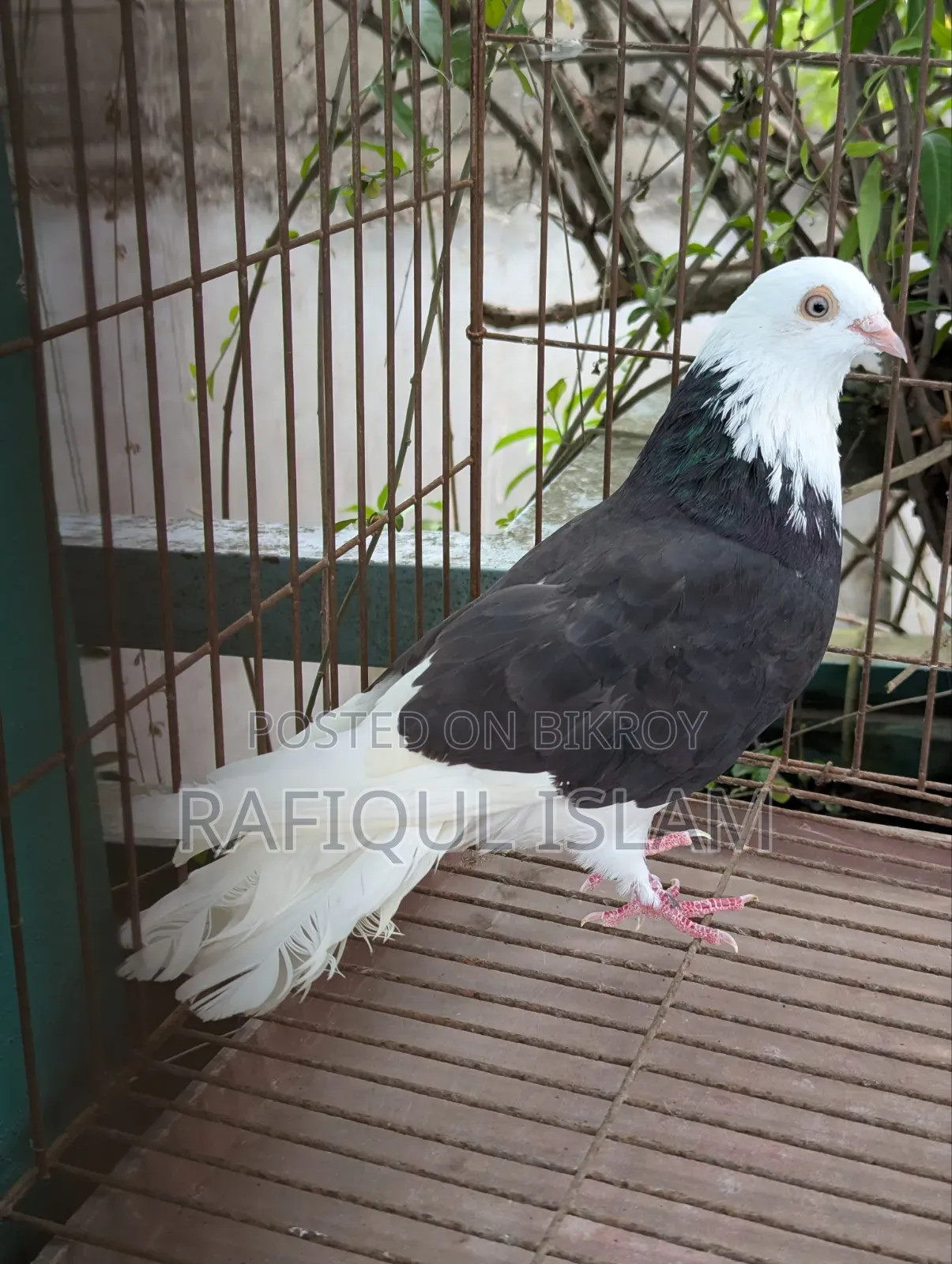 গররা নর কবুতর বিক্রি হবে