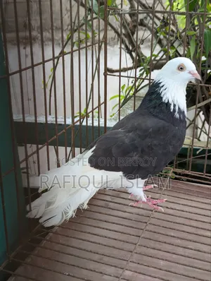 গররা নর কবুতর বিক্রি হবে