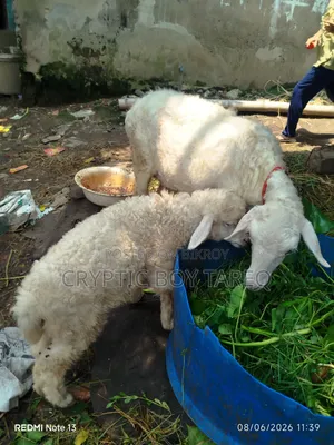 গাড়ল ক্রস মা ও বাচ্চা
