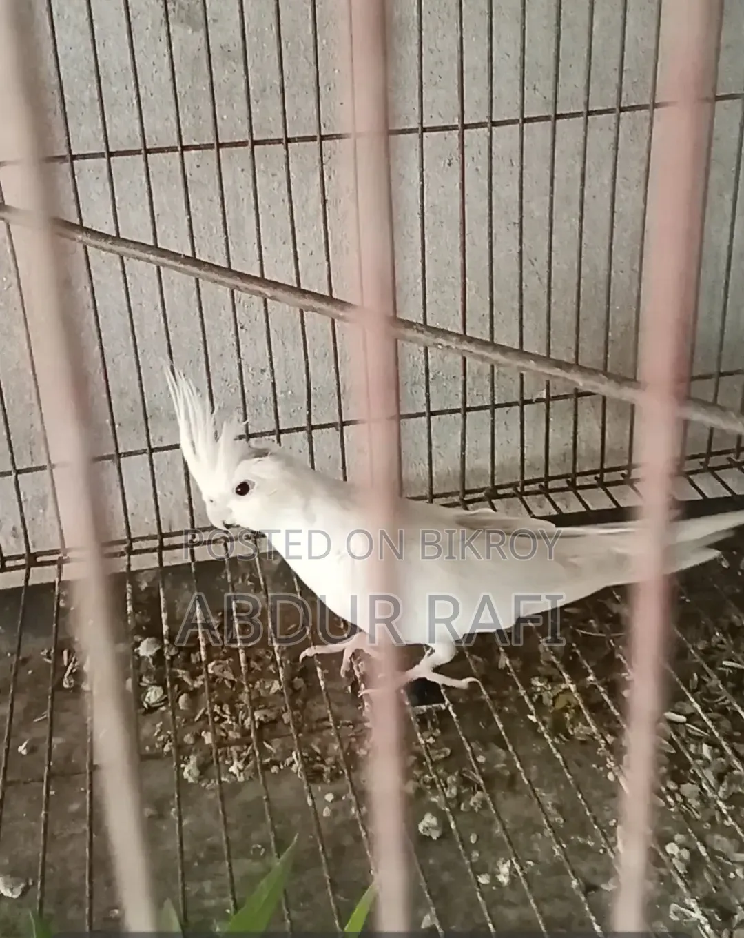 ক্রিম ফেস ইনো ফিমেল