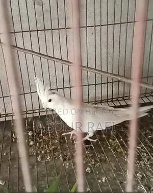ক্রিম ফেস ইনো ফিমেল