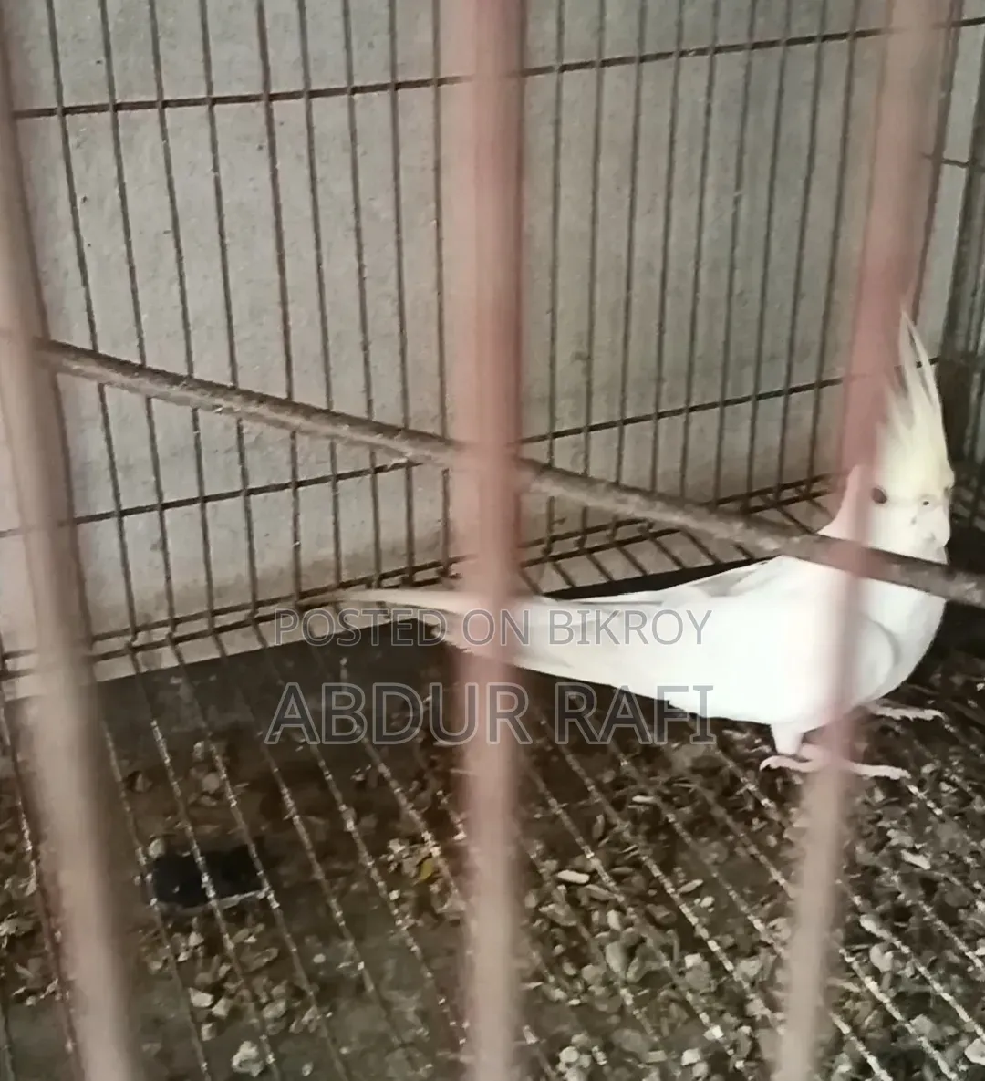 ক্রিম ফেস ইনো ফিমেল