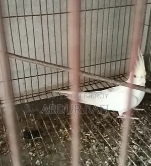 ক্রিম ফেস ইনো ফিমেল