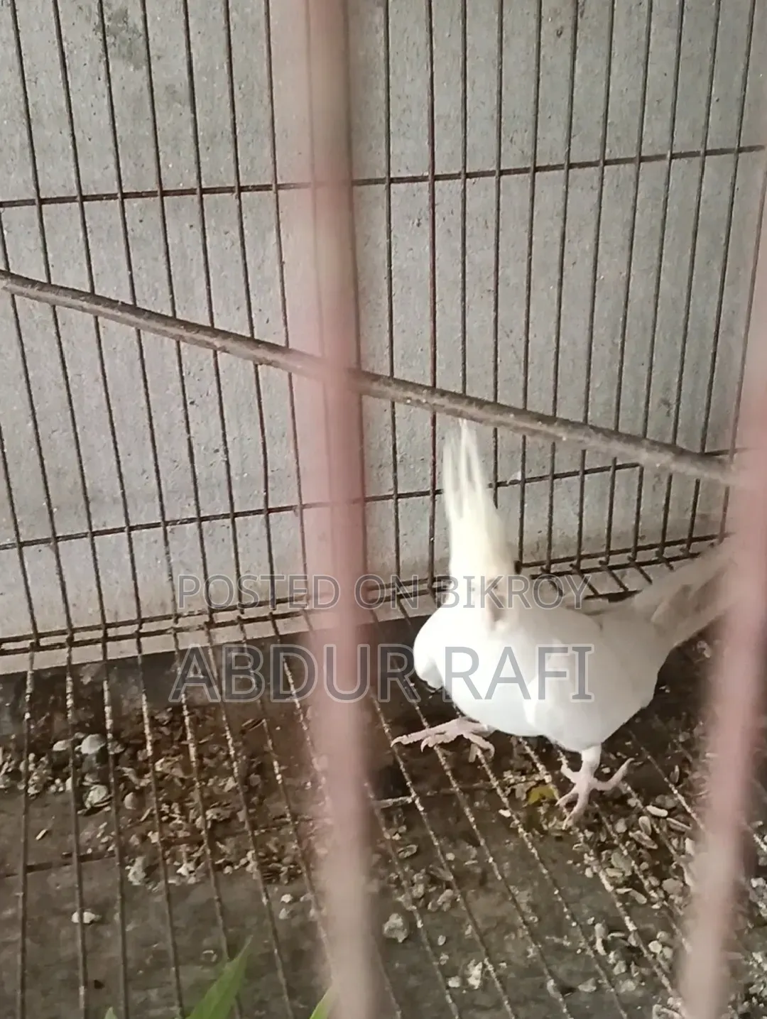 ক্রিম ফেস ইনো ফিমেল