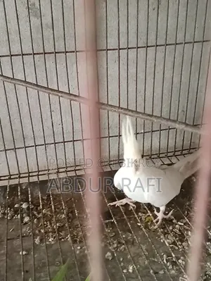 ক্রিম ফেস ইনো ফিমেল