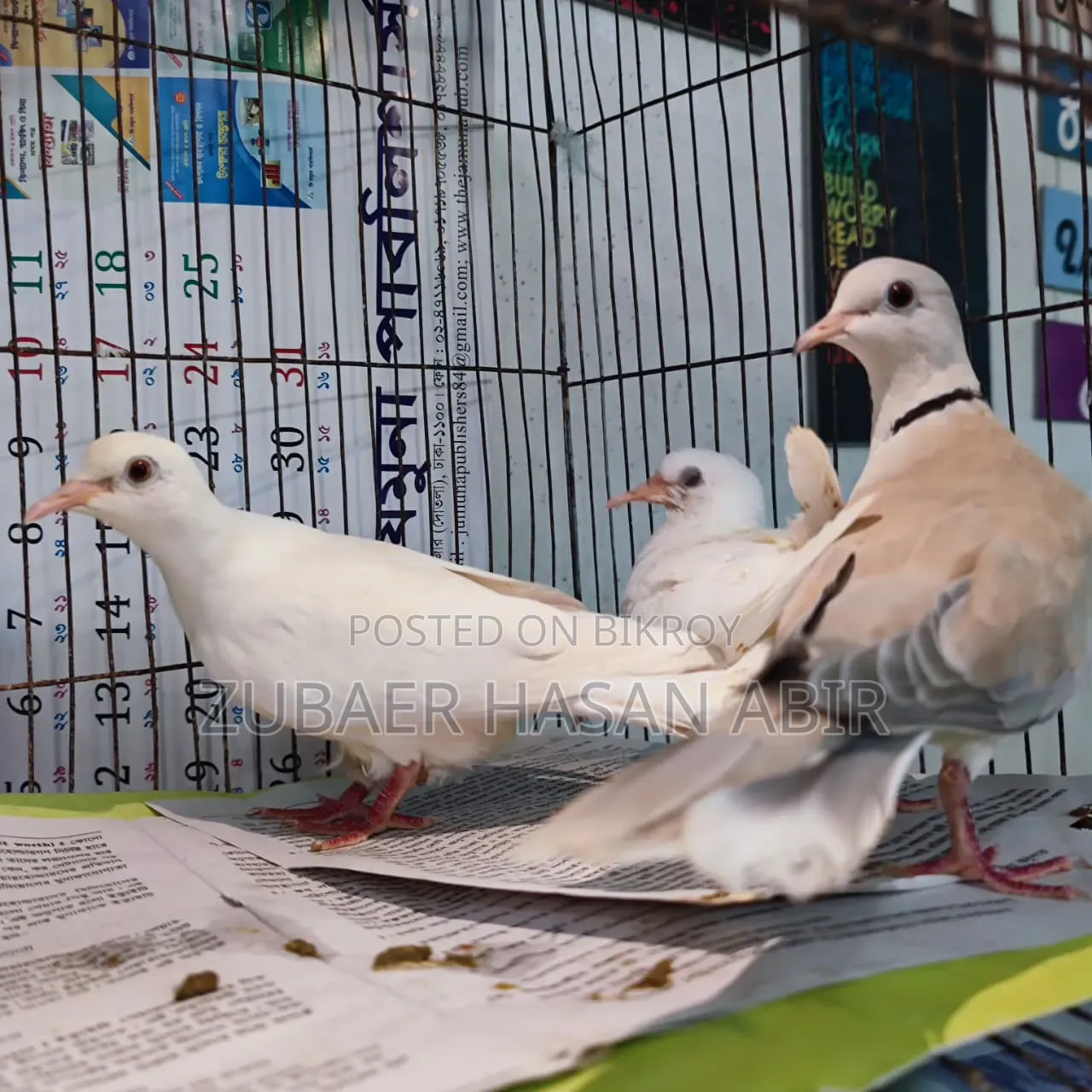 এক জোড়া রানিং ঘুঘু পাখি বিক্রয় হবে।