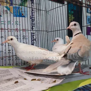 এক জোড়া রানিং ঘুঘু পাখি বিক্রয় হবে।
