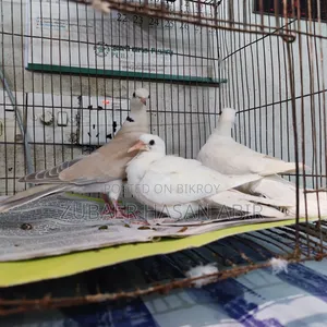 এক জোড়া রানিং ঘুঘু পাখি বিক্রয় হবে।