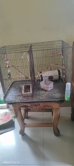 Bird Cage