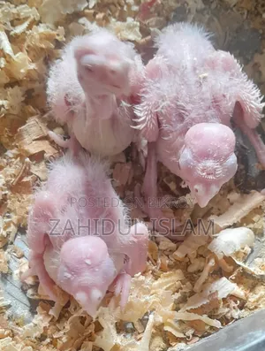 Cockatiel Bird Baby