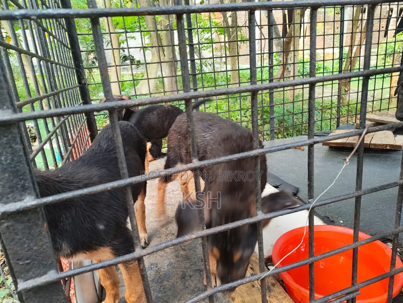 ১-৩ মাস বয়সী পুরুষ বিশুদ্ধ জার্মান শেফার্ড