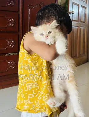 1-3 months Male Purebred Persian