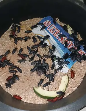 Mother Beetle Sale