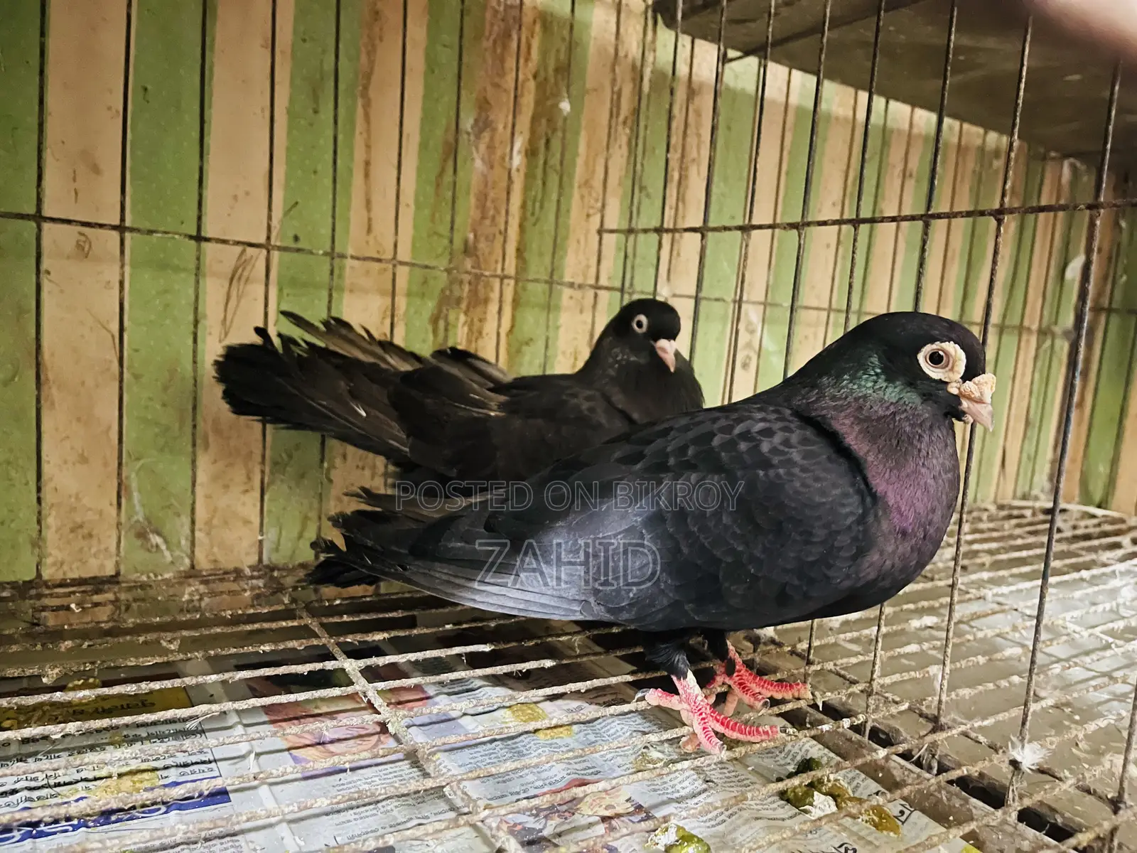কবুতর বিক্রি হবে