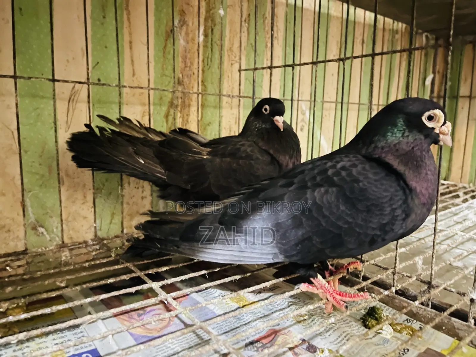 কবুতর বিক্রি হবে