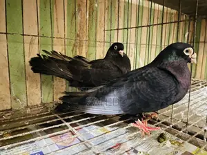 কবুতর বিক্রি হবে