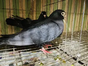 কবুতর বিক্রি হবে