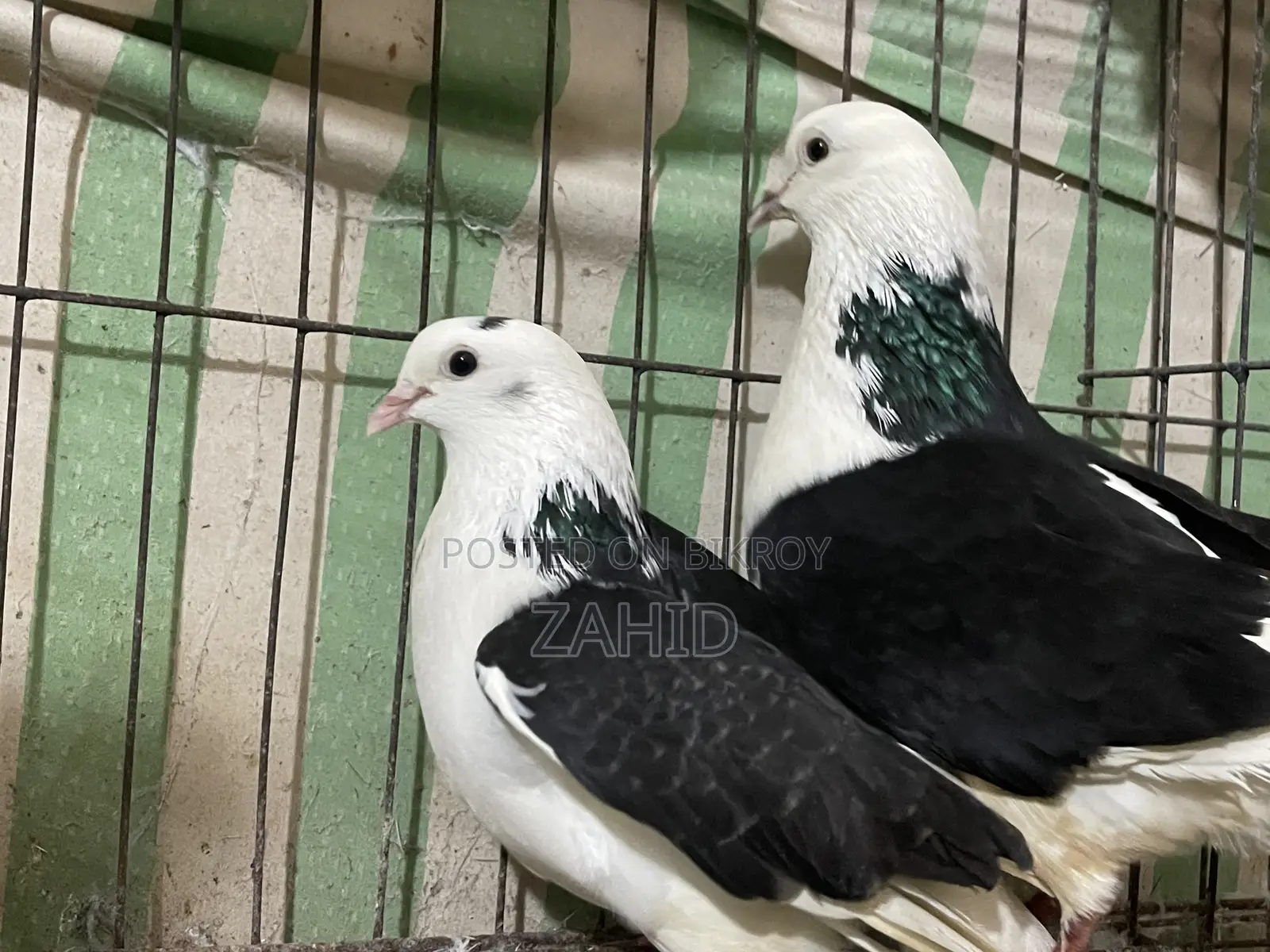 কবুতর বিক্রি হবে