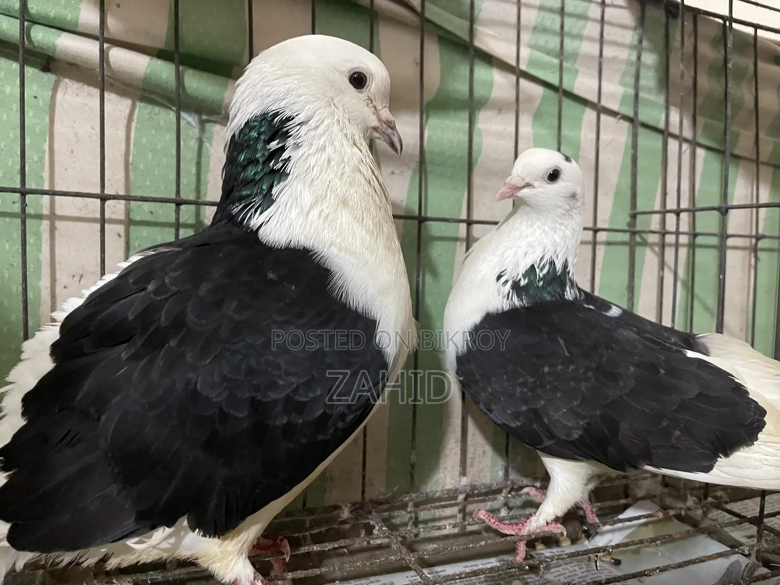 কবুতর বিক্রি হবে