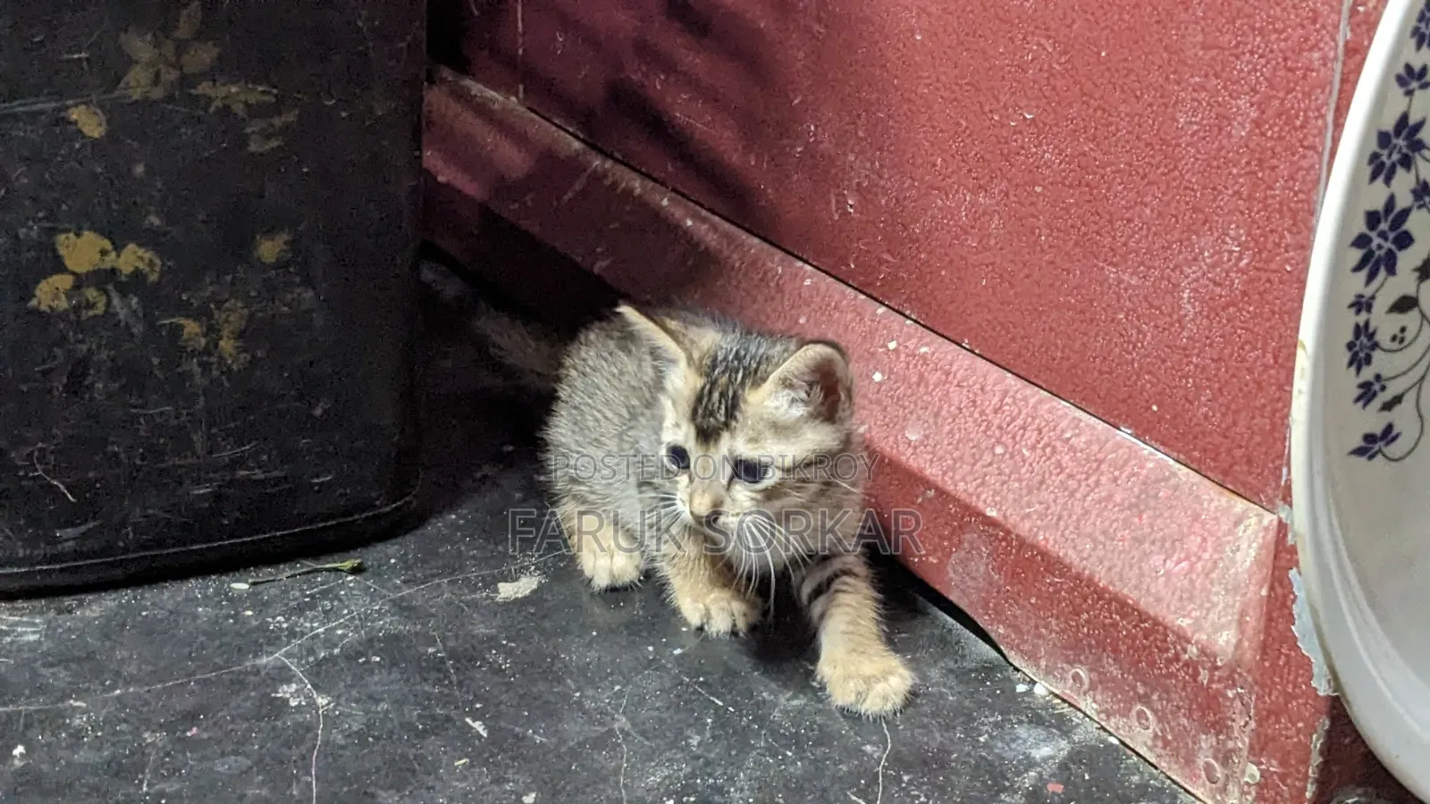 1-3 months Female Purebred Bengal