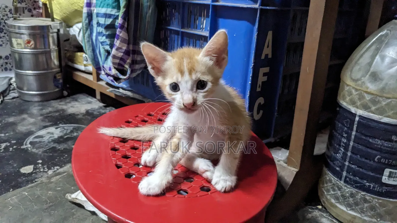 1-3 months Female Purebred Bengal