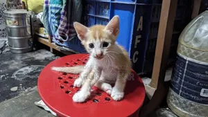 1-3 months Female Purebred Bengal