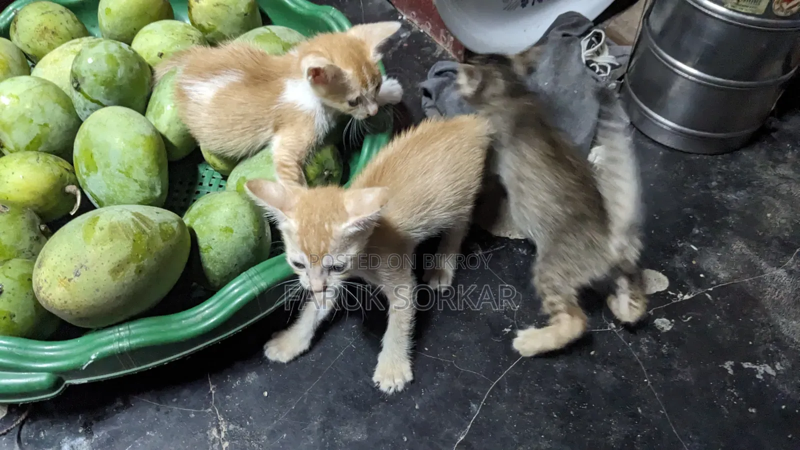 1-3 months Female Purebred Bengal