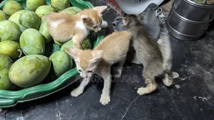 ১-৩ মাস বয়সী ফিমেল পিওরব্রেড বেঙ্গল