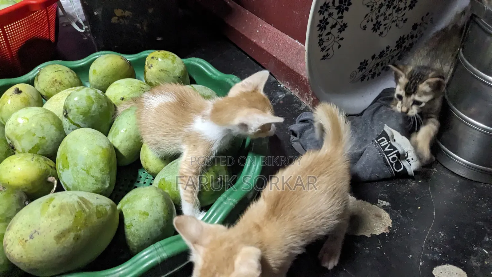 1-3 months Female Purebred Bengal