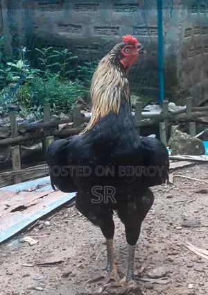 সরালি মুরগা