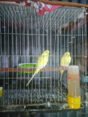 বাজরিকা পাখি