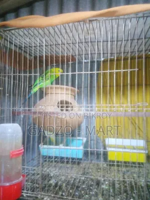 বাজরিকা পাখি