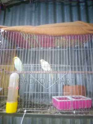 বাজরিকা পাখি