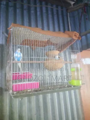 বাজরিকা পাখি