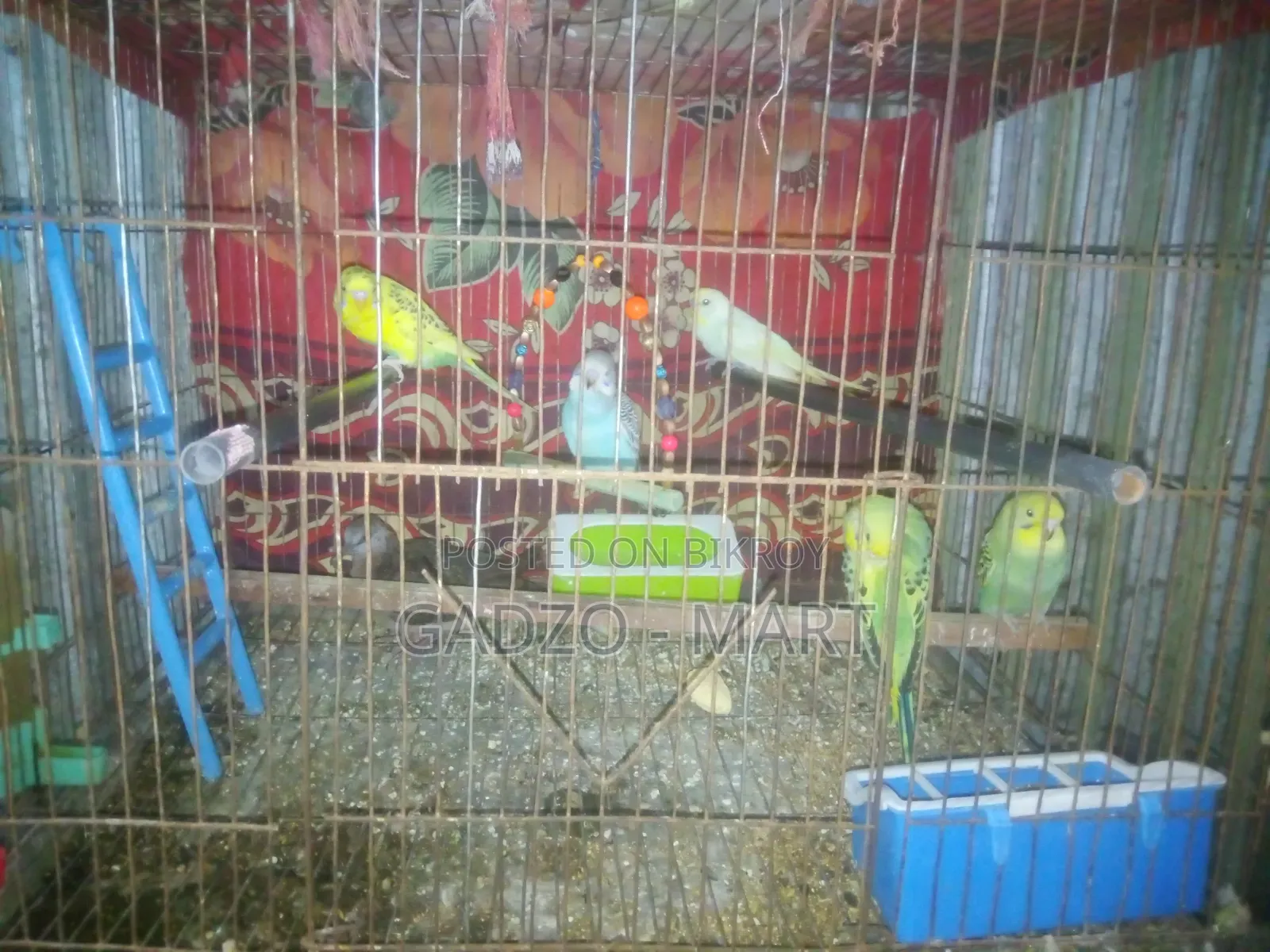 বাজরিকা পাখি