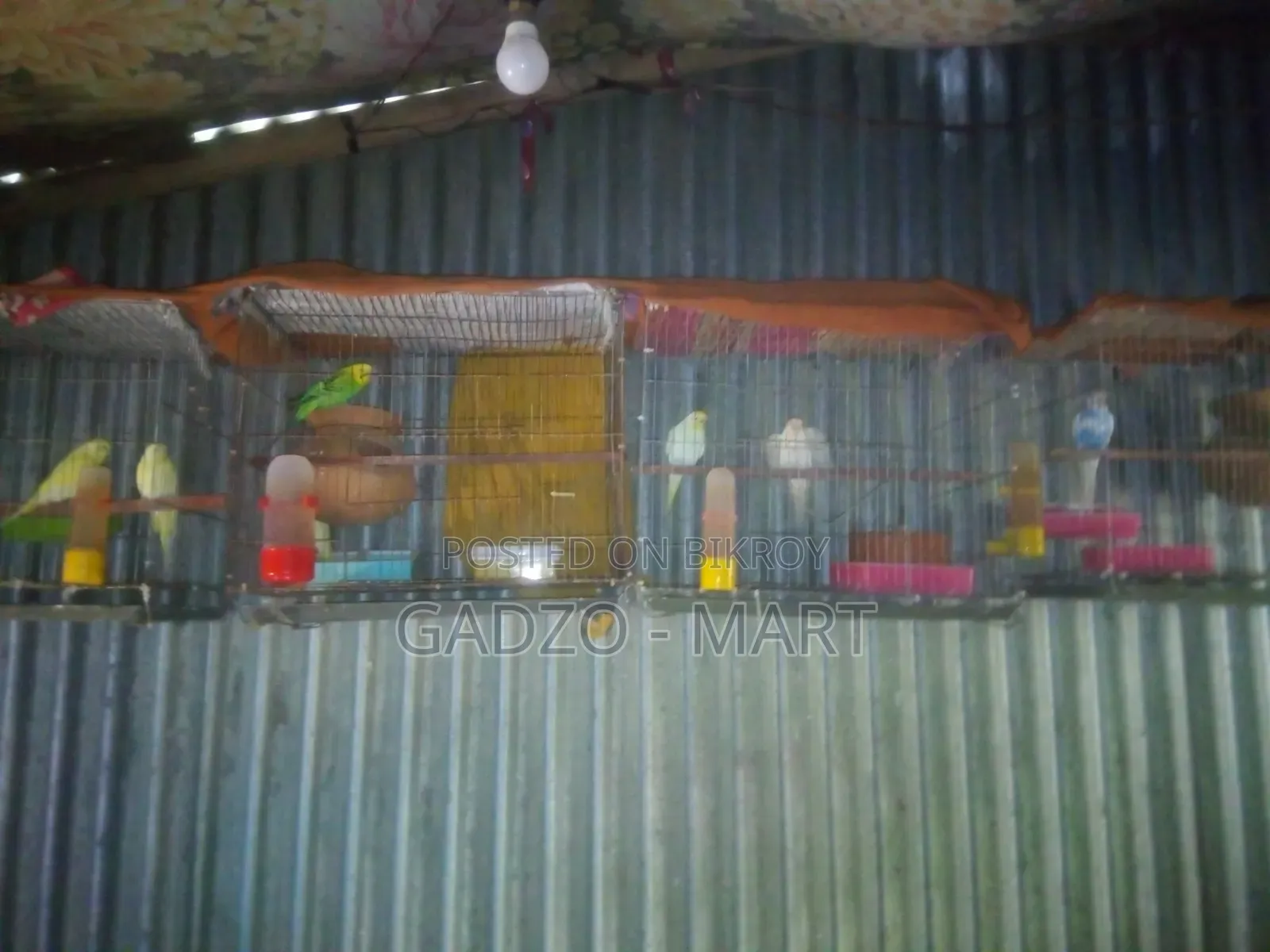 বাজরিকা পাখি