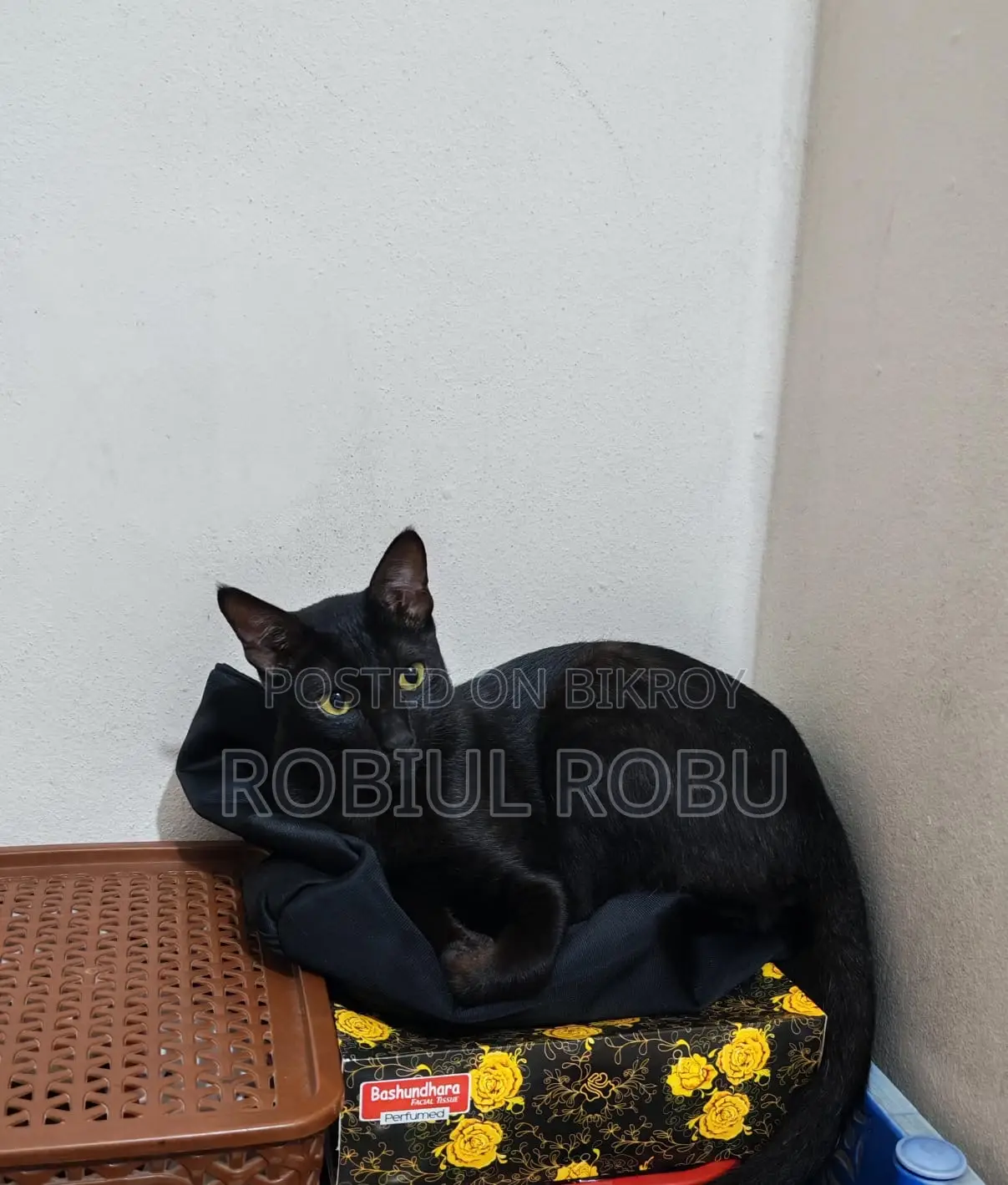 1+ Year Female Local Cat