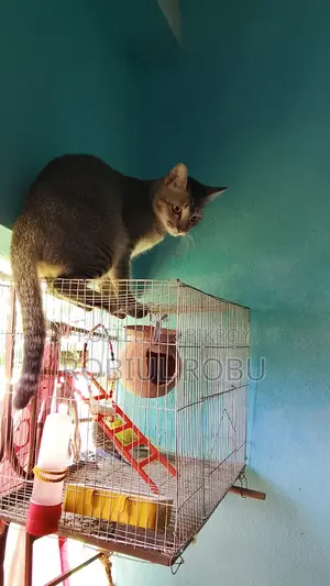 1+ Year Female Local Cat