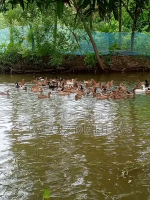 New Egg-laying Campbell Ducks