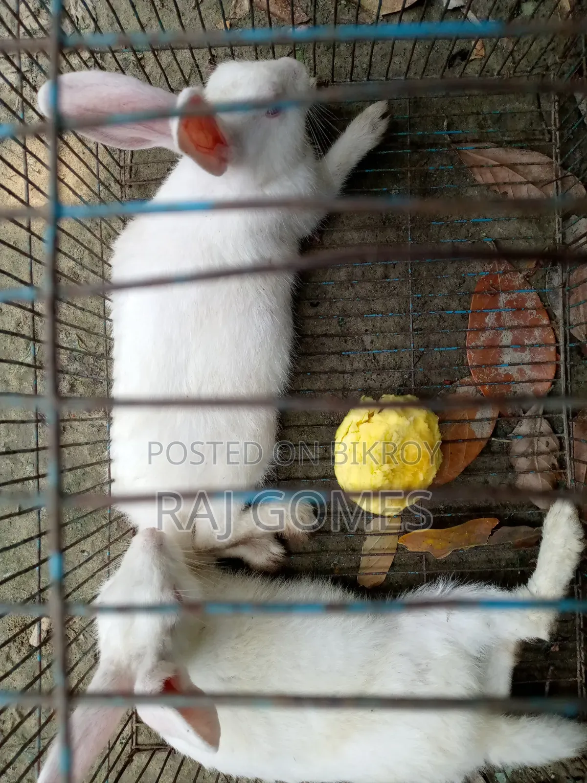 Rabbit for sale